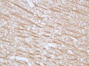 Anti-Myelin Basic Protein Mouse Monoclonal Antibody [clone: ABT-MBP]