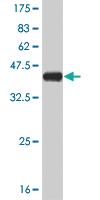 Anti-STMN2 Mouse Monoclonal Antibody [clone: 2G7]