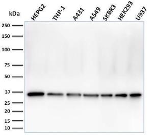 Western blot analysis of HePG2, THP-1, A431, A549, SK-BR-3, HEK293, and U937 cell lysates using Anti-PCNA Antibody [PC5]