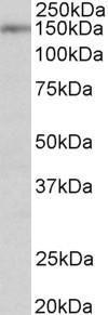 Anti-SYNGAP1 Goat Polyclonal Antibody