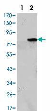 Anti-MYOD Mouse Monoclonal Antibody [clone: 1C8]