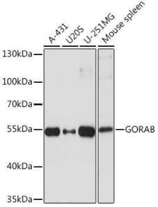 Western blot analysis of extracts of various cell lines, using Anti-GORAB Antibody (A93069) at 1:1,000 dilution