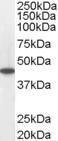 Anti-ACADM Antibody (A83372) staining (0.05 µg/ml) of Human Heart lysate (RIPA buffer, 35 µg total protein per lane). Detected by chemilu minescence