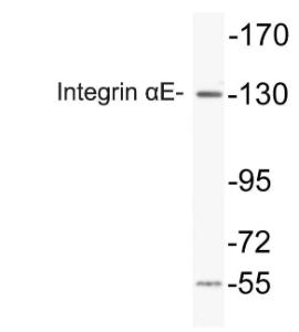 Western blot analysis of lysate from HepG2 cells using Anti-Integrin alphaE Antibody