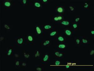 Anti-NEUROD1 Mouse Monoclonal Antibody [clone: 3H8]