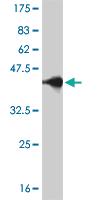 Anti-TFAP4 Mouse Monoclonal Antibody [clone: 6B1]