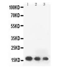 Anti-FGF2 Rabbit Polyclonal Antibody