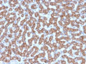 Immunohistochemical analysis of formalin-fixed, paraffin-embedded human liver using Anti-Prohibitin Antibody [PHB/3227]