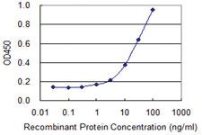 Anti-SNX11 Mouse Monoclonal Antibody [clone: 2G1]