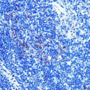 Anti-ATP5A Rabbit Monoclonal Antibody [clone: ARC0549]