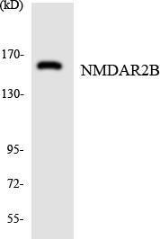 Western blot analysis of the lysates from HUVEC cells using Anti-NMDAR2B Antibody