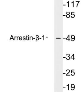 Western blot analysis of lysates from HepG2 cells using Anti-Arrestin-beta-1 Antibody