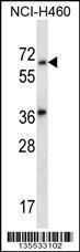 Anti-LINGO3 Rabbit Polyclonal Antibody