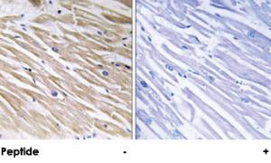 Anti-PEA15 Rabbit Polyclonal Antibody