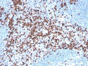 Immunohistochemical analysis of formalin-fixed, paraffin-embedded human tonsil using Anti-LEF1 Antibody [LEF1/341R] (2 µg/ml). Note, strong nuclear staining of non-germinal center cells