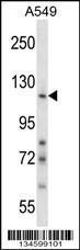 Anti-NID1 Rabbit Polyclonal Antibody (FITC (Fluorescein Isothiocyanate))