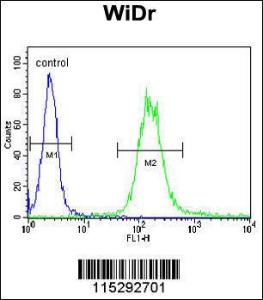 Anti-IGF1R Rabbit Polyclonal Antibody