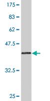 Anti-STMN2 Mouse Monoclonal Antibody [clone: 1A7]