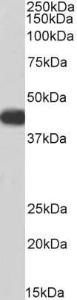 Anti-ACADM Antibody (A83373/Biotin) (3 µg/ml) staining of Human Heart lysate (35 µg protein in RIPA buffer), exactly mirroring its parental non-biotinylated product