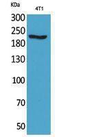 Western blot analysis of 4T1 cells using Anti-MYH-pan Antibody