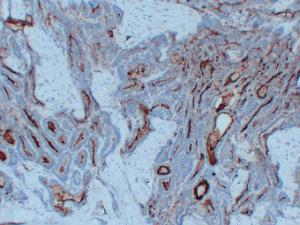 Anti-Thyroglobulin Mouse Monoclonal Antibody [clone: ABT-TG]