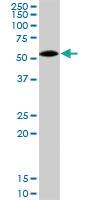 Anti-AHSG Rabbit Polyclonal Antibody