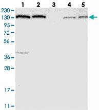 Anti-PFAS Rabbit Polyclonal Antibody