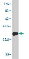 Anti-TFAP4 Mouse Monoclonal Antibody [clone: 7C5]