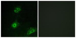 Immunofluorescence analysis of A549 cells using Anti-OR4A16 Antibody. The right hand panel represents a negative control, where the antibody was pre-incubated with the immunising peptide