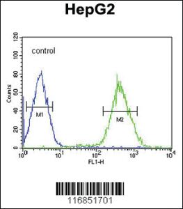 Anti-FOXP3 Rabbit Polyclonal Antibody