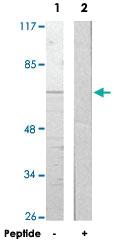 Anti-EIF3L Rabbit Polyclonal Antibody