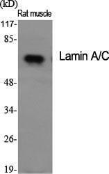 Western blot analysis of various cells using Anti-Lamin A Antibody