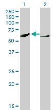 Anti-CAMK4 Mouse Monoclonal Antibody [clone: 1A3]