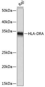 Western blot analysis of extracts of Raji cells, using Anti-HLA-DR Antibody [ARC0518] (A8814) at 1:1,000 dilution