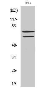 Western blot analysis of HeLa cells using Anti-Lamin A Antibody