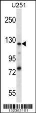 Anti-K0746 Rabbit Polyclonal Antibody (AP (Alkaline Phosphatase))