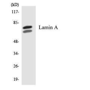 Western blot analysis of the lysates from 293 cells using Anti-Lamin A Antibody