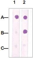 Anti-CDK1 Rabbit Polyclonal Antibody