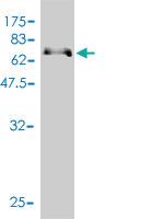 Anti-PARD6B Mouse Monoclonal Antibody [clone: 1C4]