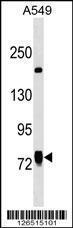 Anti-LINS1 Rabbit Polyclonal Antibody (Biotin)