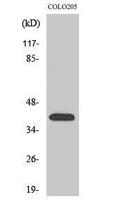 Western blot analysis of various cells using Anti-OR4A16 Antibody