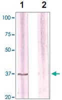 Anti-CDK1 Rabbit Polyclonal Antibody