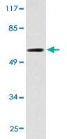 Anti-HRH1 Rabbit Polyclonal Antibody