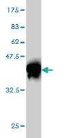 Anti-ZBTB33 Mouse Monoclonal Antibody [clone: 2B2]