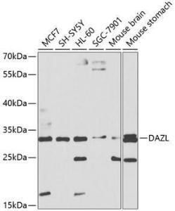 Antibody anti-DAZL 100 µl