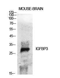 Antibody anti-IGFBP-3 A96572-100 100 µg