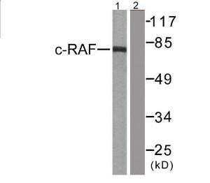 Antibody anti-C-RAF A95898-100 100 µg