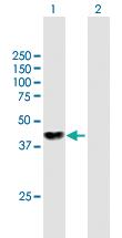 Anti-NME7 Mouse Polyclonal Antibody