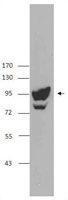 Anti-ALIX Mouse Monoclonal Antibody [clone: 3A9]