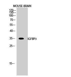 Antibody anti-IGFBP-3 A96572-100 100 µg